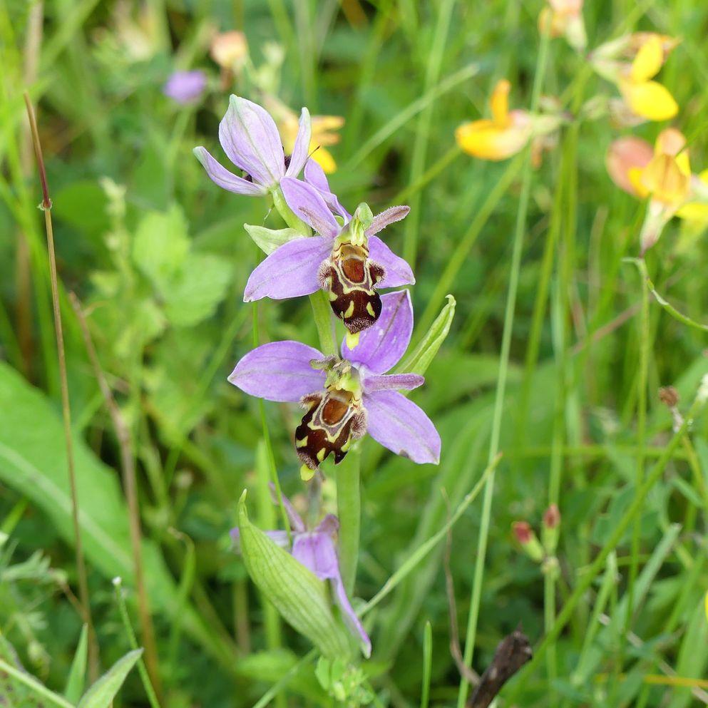 BAM Successfully Transplant Hundreds of Rare Bee Orchids