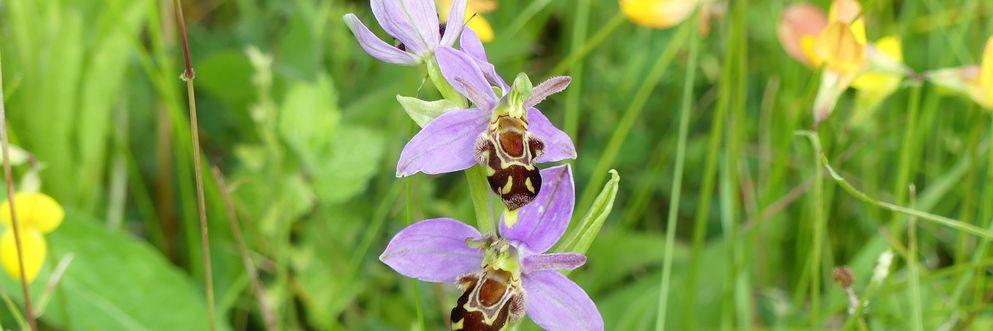 BAM Successfully Transplant Hundreds of Rare Bee Orchids