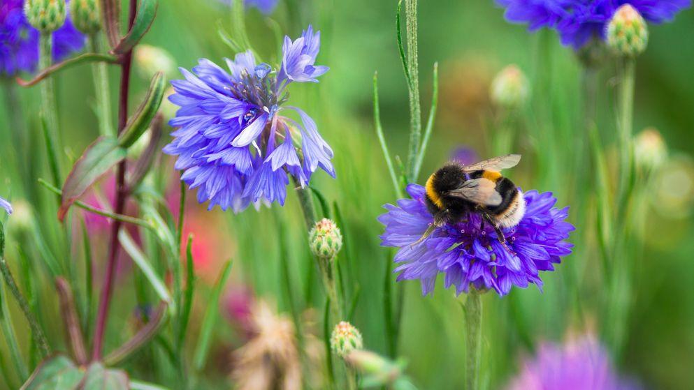 The Nature Positive Business Pledge - BAM