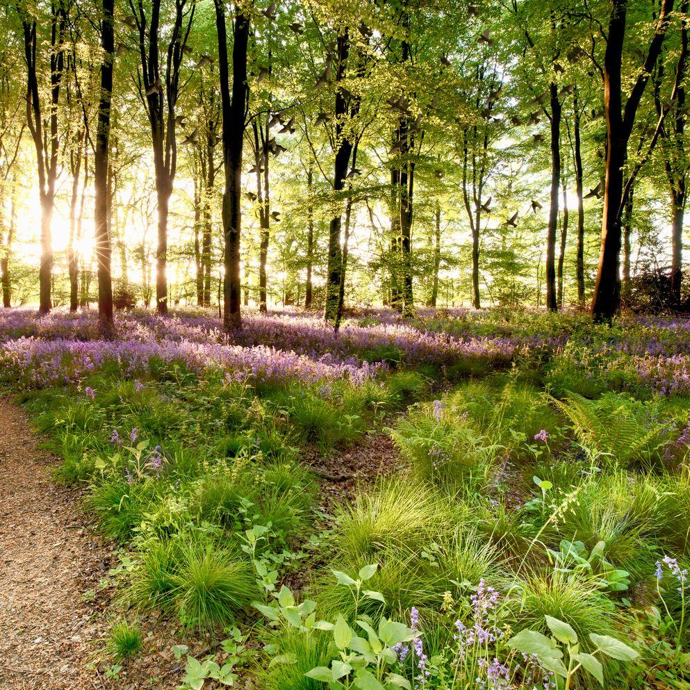 The Nature Positive Business Pledge - BAM