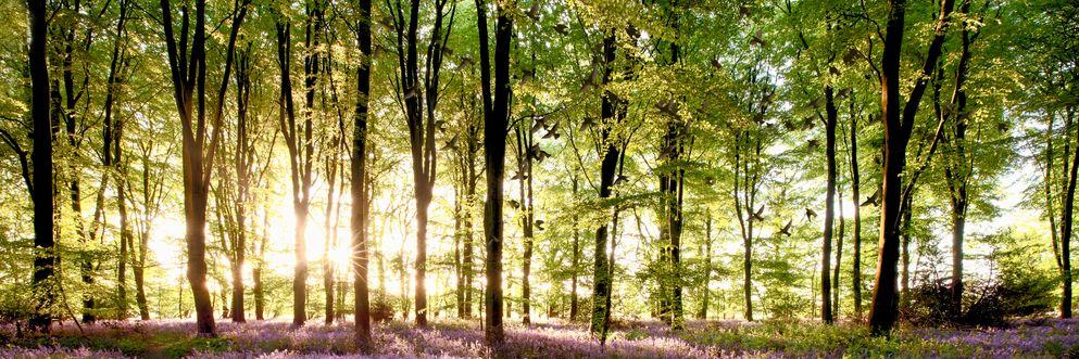 The Nature Positive Business Pledge - BAM